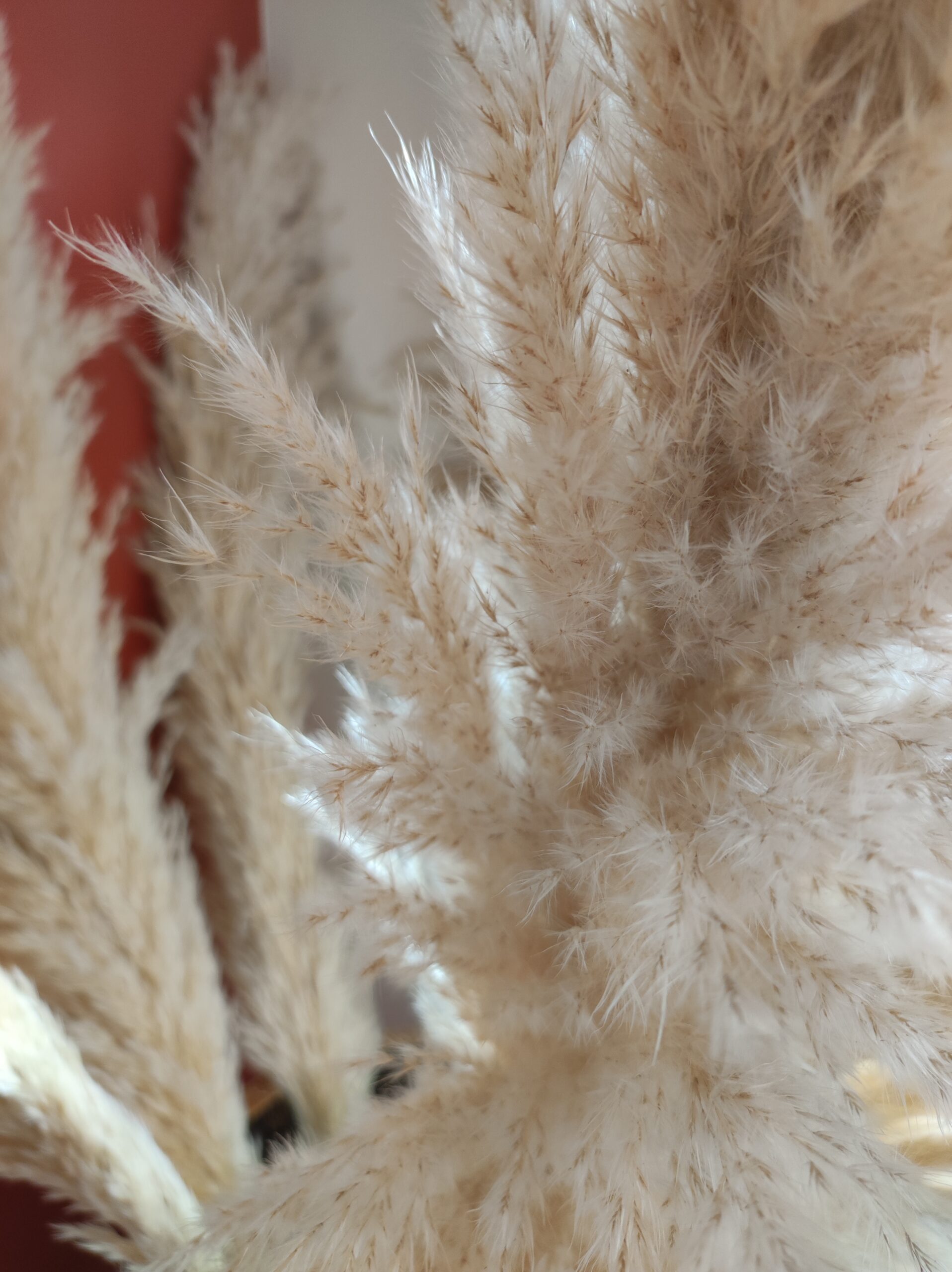 pampa naturelle – contact institut bien-être en Seine-et-Marne